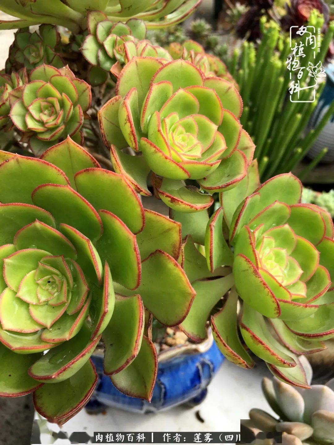 七月流火小楼话多肉盼顺利度夏秋天收获一片美肉