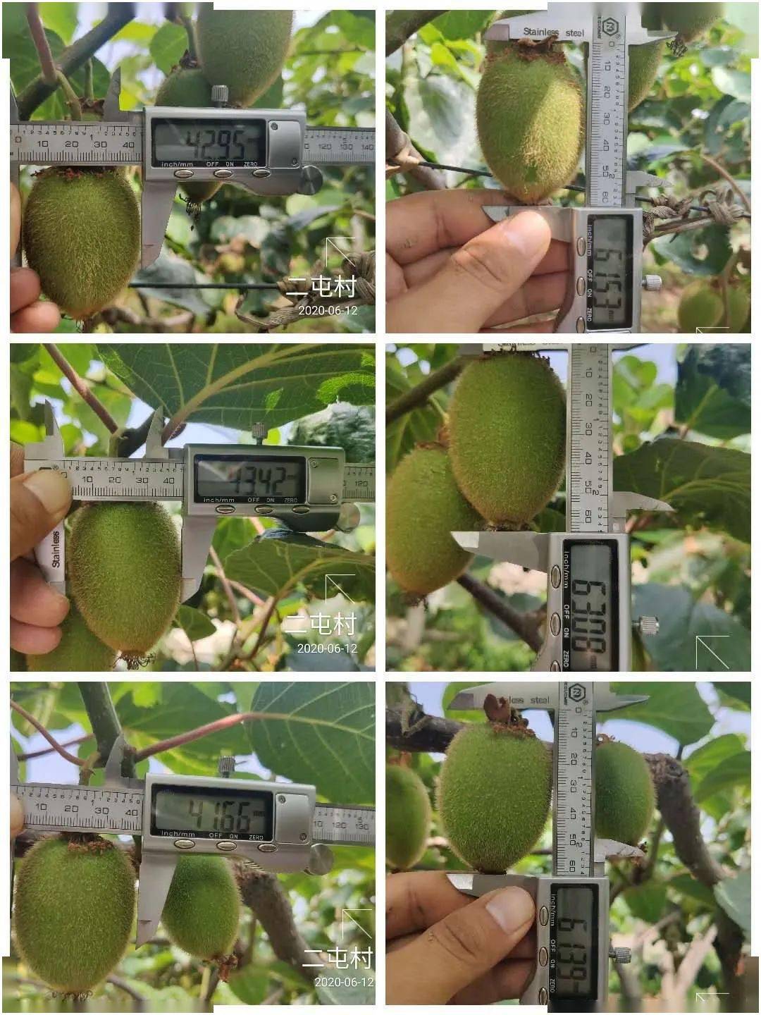 对照:果子平均横径为43mm,平均纵径为62mm试验:猕猴桃平均横径为49mm