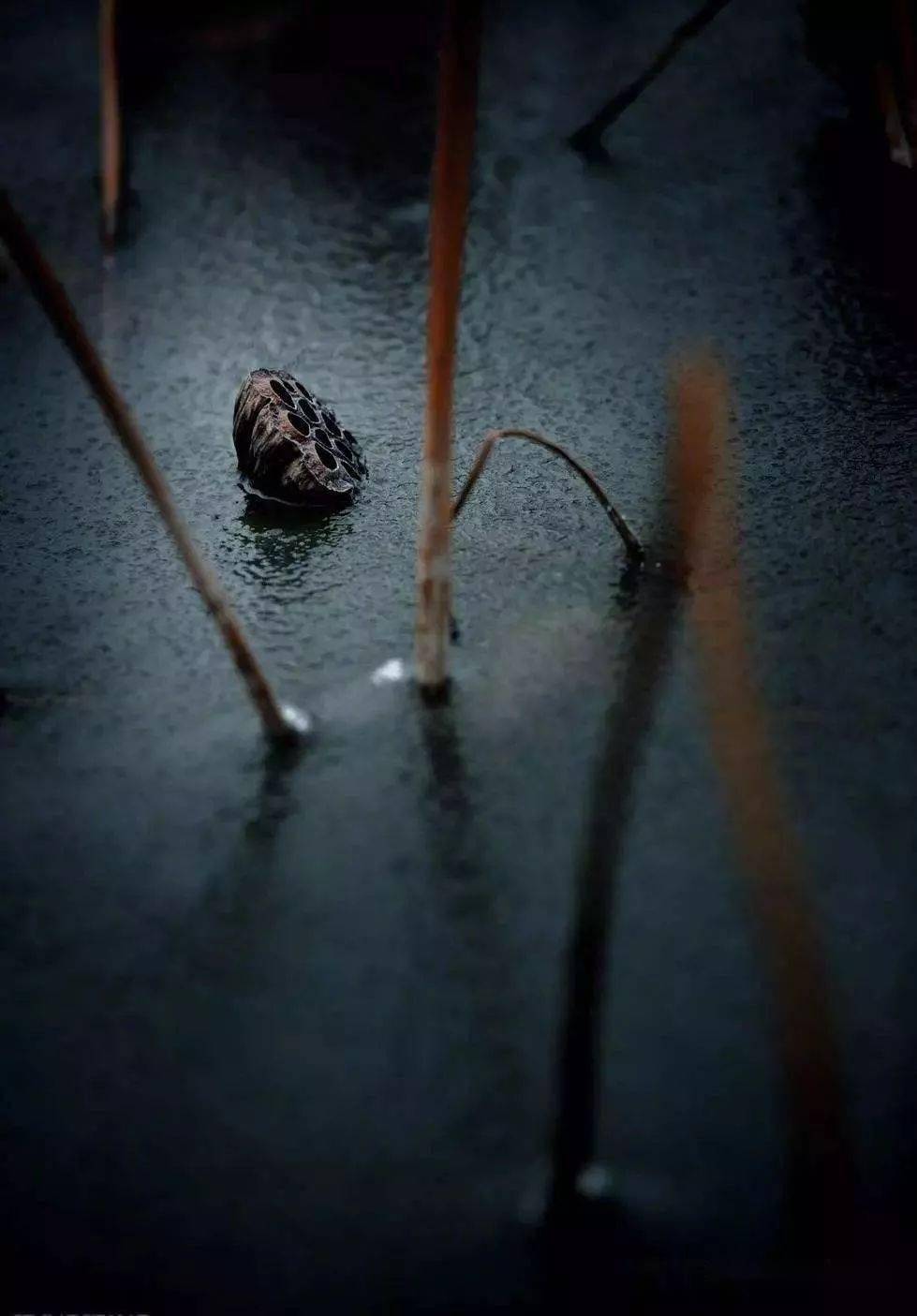 落雨聽禪