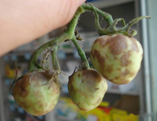 西红柿病毒病打不住最全防治方案多图