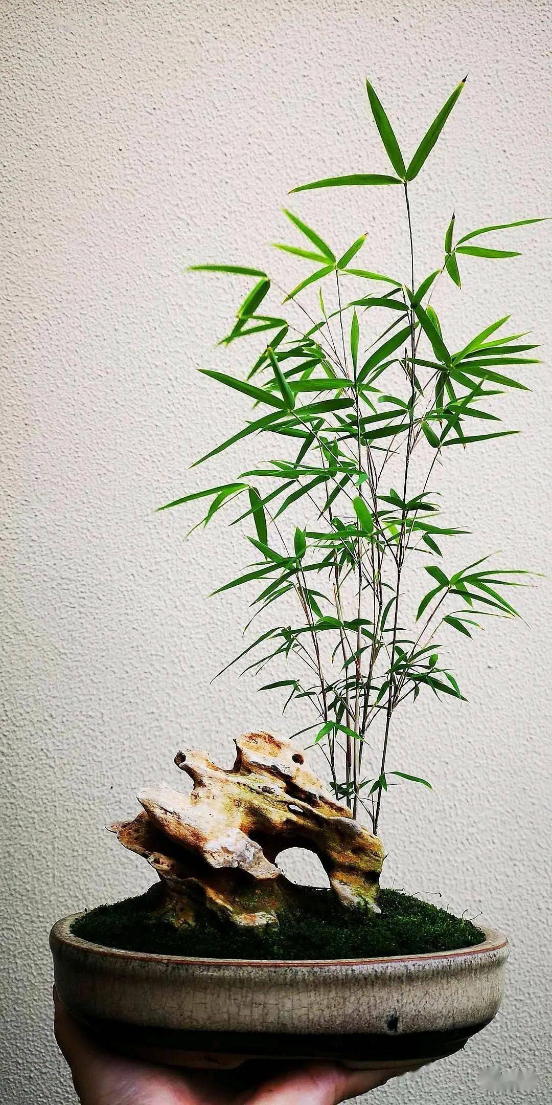 非常强适合作为室内盆栽~茶余饭后,欣赏这样一盆郁郁葱葱的禅意竹盆景