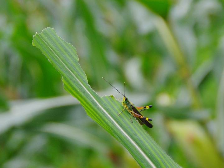 路边芭蕉叶上的蝗虫.新华社记者 吴寒 摄