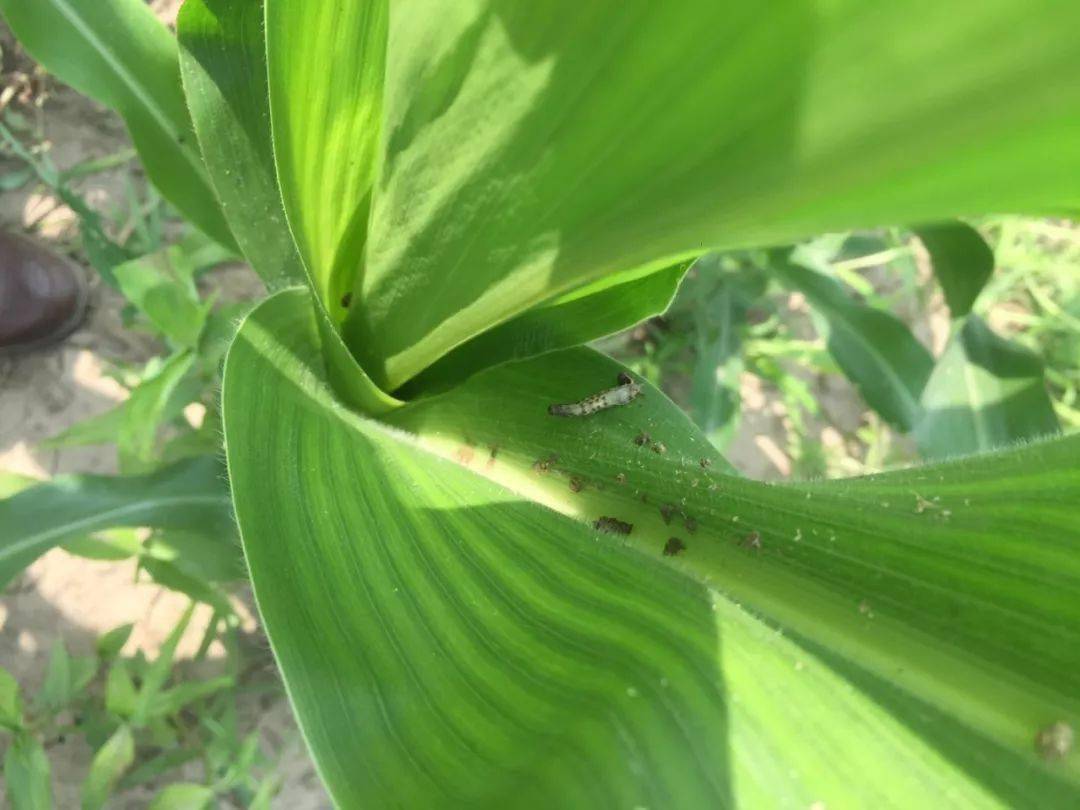 7月玉米钻心虫危害来袭,怎么防治效果好?_幼虫