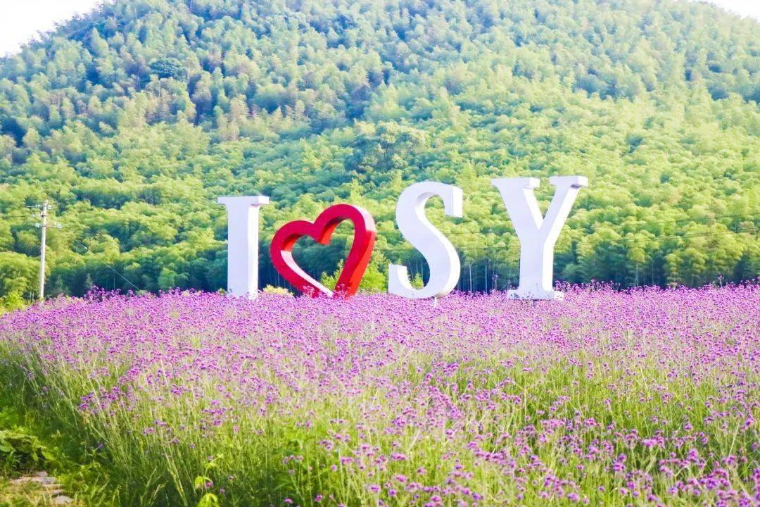 湖州这片网红紫海,承包整个夏天的心动!