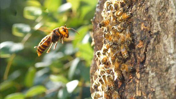 虎头蜂袭击蜜蜂蜜蜂群奋起抵抗杀敌一千自损八百