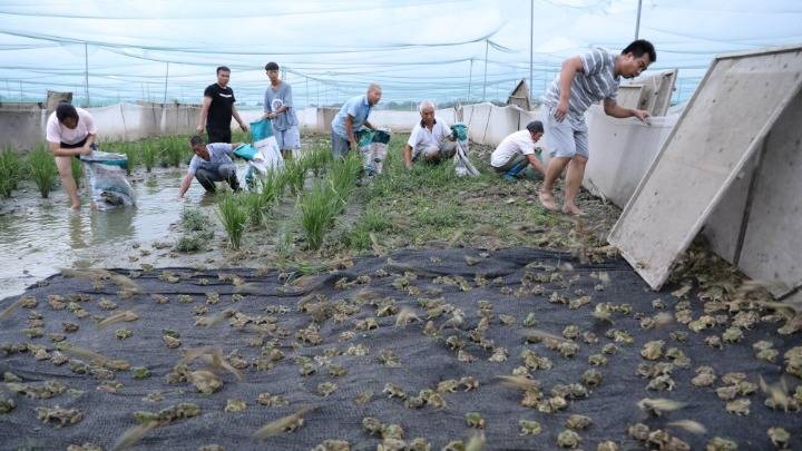 湖南省永州市道县清塘镇陈熊村村民在种有生态水稻的养殖场捕捉青蛙