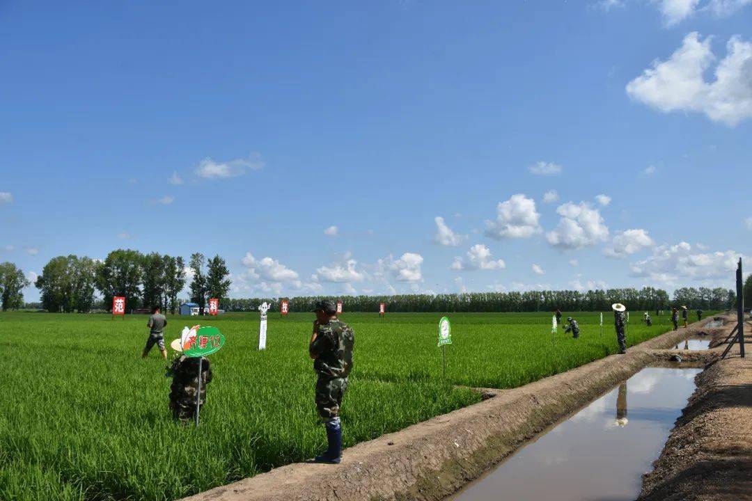 江川农场有限公司积极探索推广以虫治虫生物防治新措施