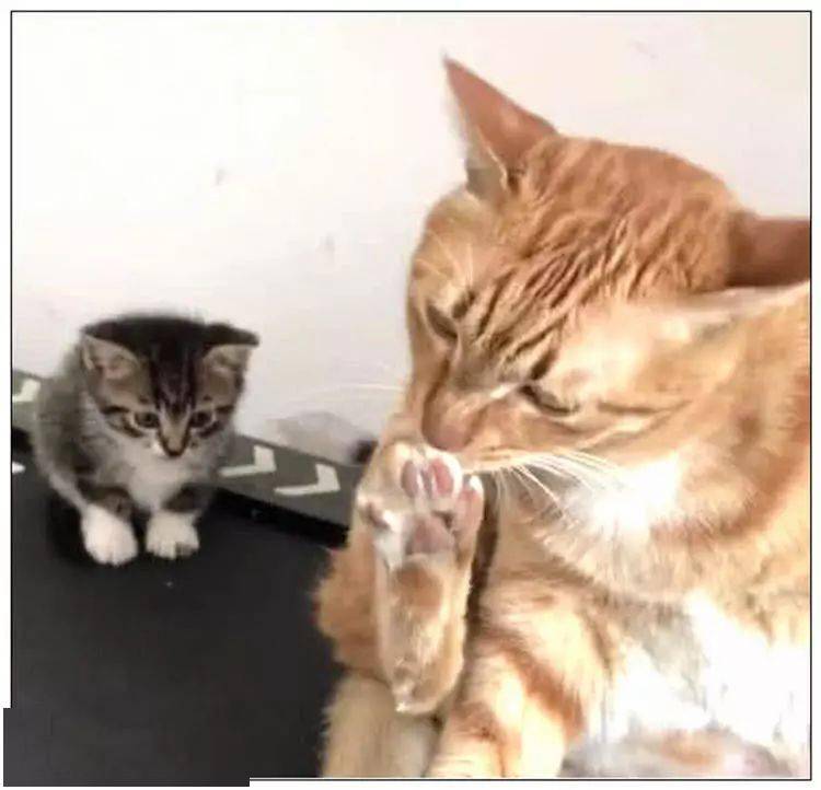 大橘猫正在舔脚,小奶猫在旁边看着,一脸无法想象的表情萌翻了