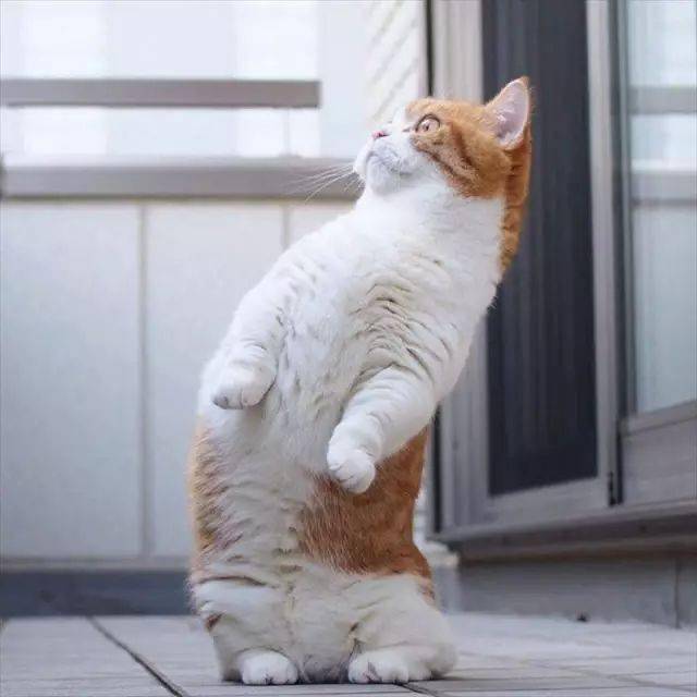 这对来自日本的曼切堪短腿猫简直太有爱了