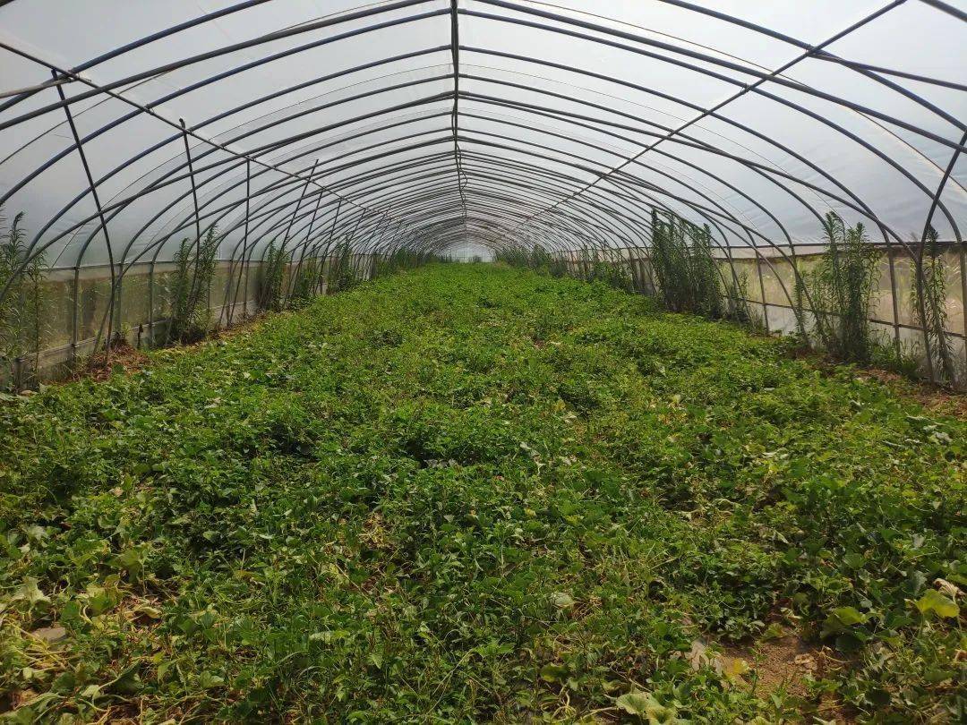 汤峪镇汤苑农业90亩贝贝南瓜喜获丰收