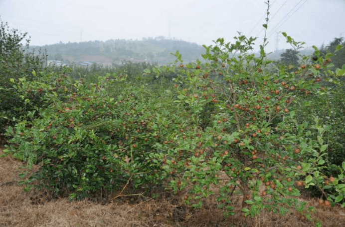 油茶产业结出富民果产油茶鲜果64万公斤产值600多万元