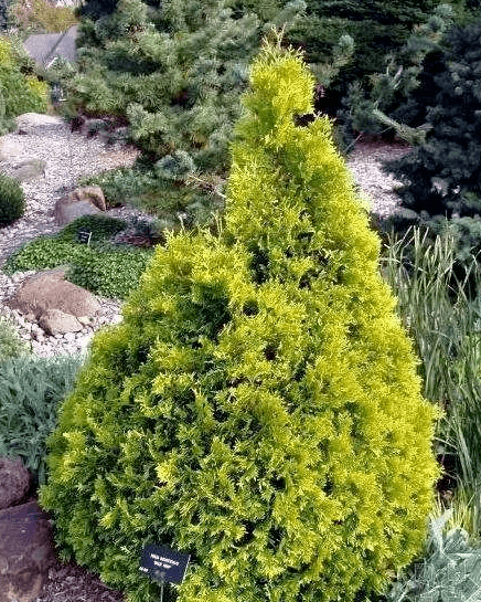 看这些彩色针叶树高贵典雅高颜值贵族范儿