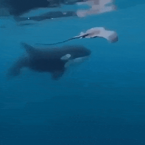 鲸鱼游动的动图图片