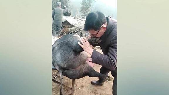 城里人一定没有见过的吹猪怀念小时候看大人杀猪的快乐时光