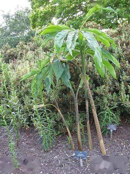 长得像眼镜蛇,别名叫蝎子草,它可真的不好惹