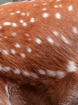 鹿身上的花纹图片