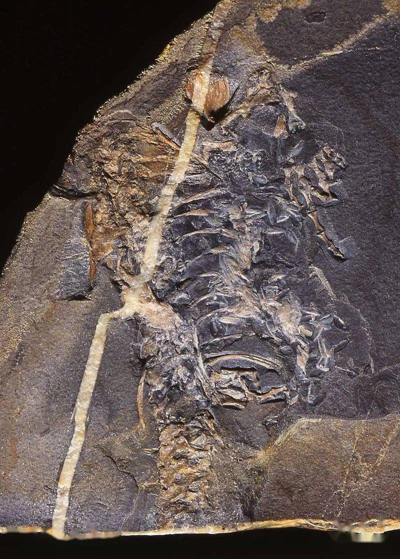 地质图集化石的秘密这些第一次出现的生命