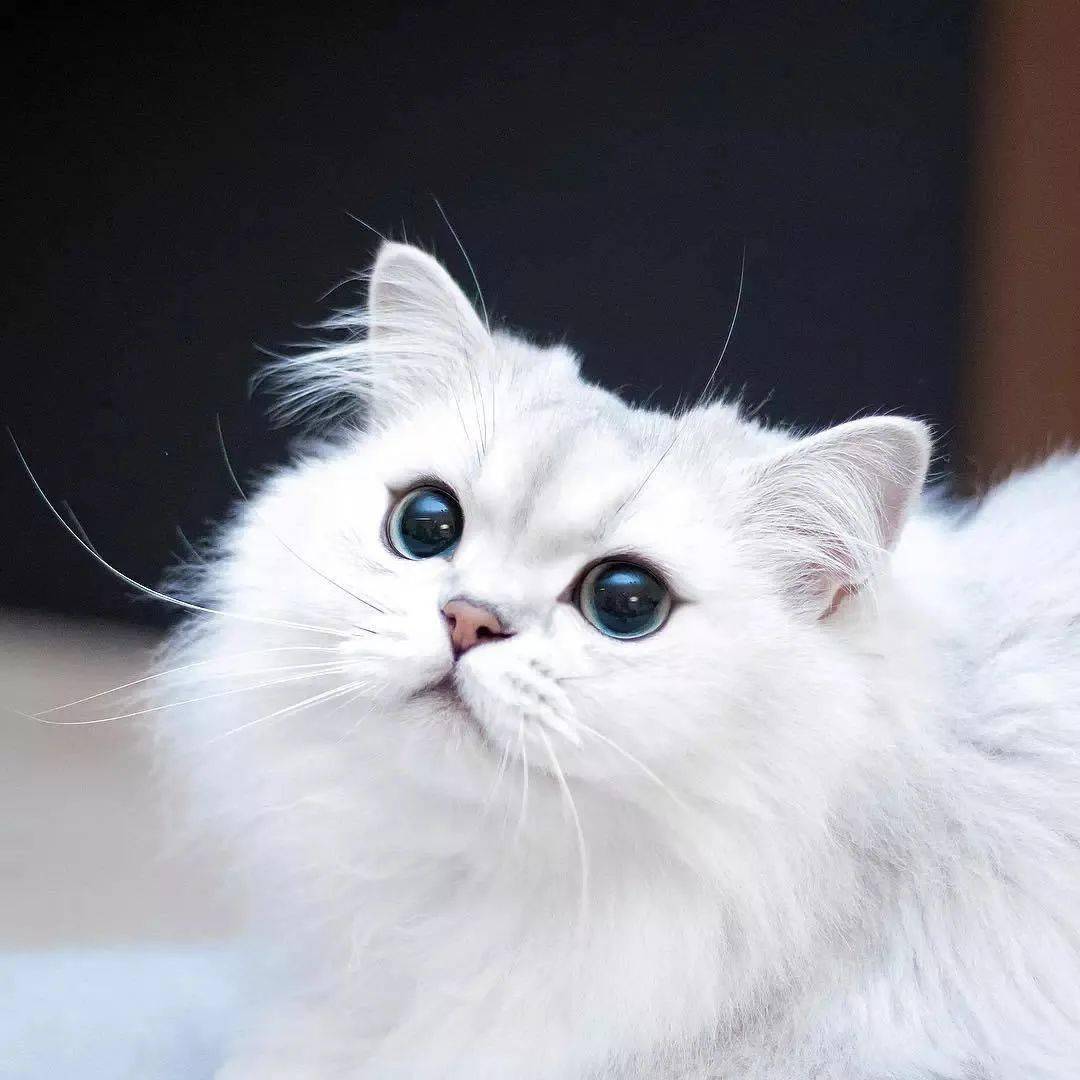 异瞳布偶猫眼睛图片