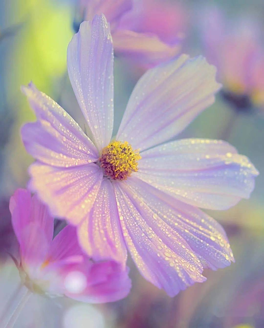 唯美花卉摄影作品图片