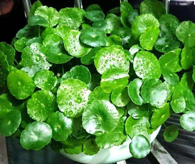 3种喜水植物是大水桶灌满水不用管长到爆盆又开花