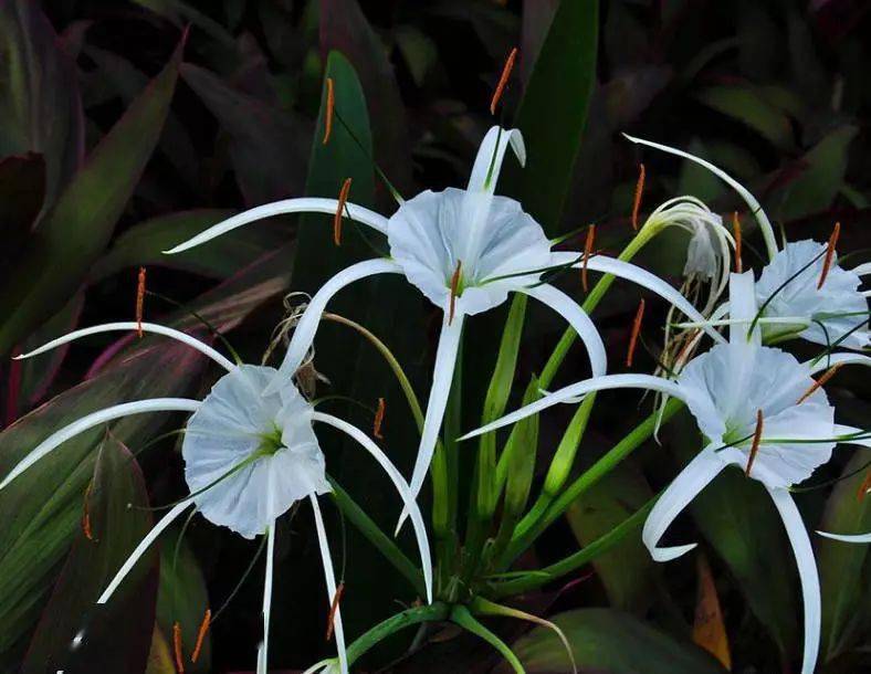 水鬼蕉:明明温柔又可爱,谁给我取的名字?