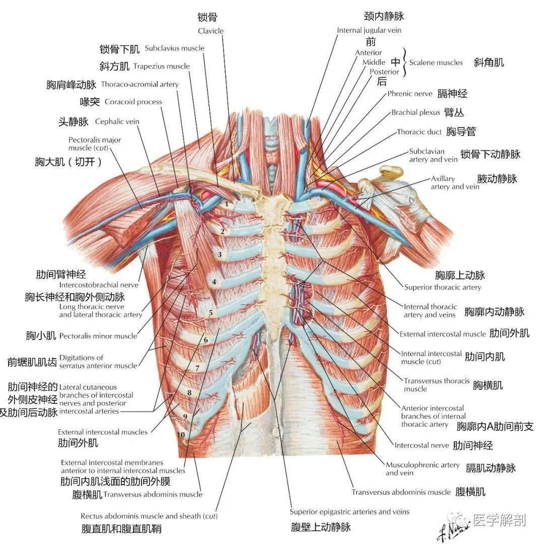 肩胛胸壁关节图解图片