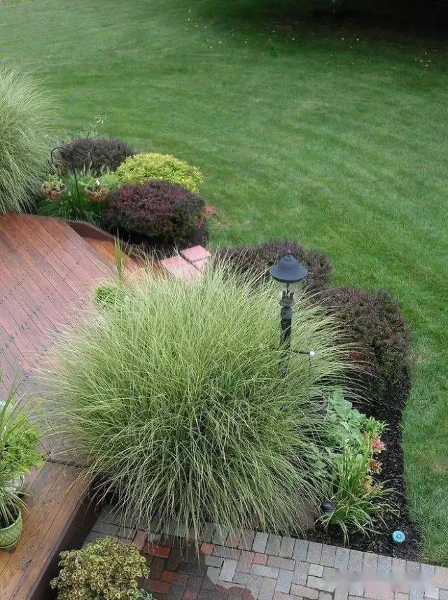 观赏草在家庭园艺中的应用