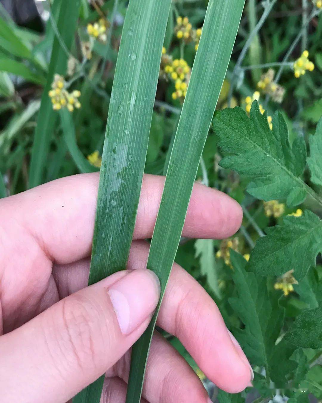 思茅叶子图片