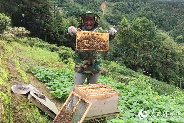 湖北恩施市:柑树垭村的"甜蜜"产业