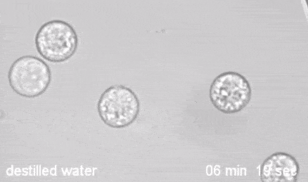 难得一见的生物动图_白细胞