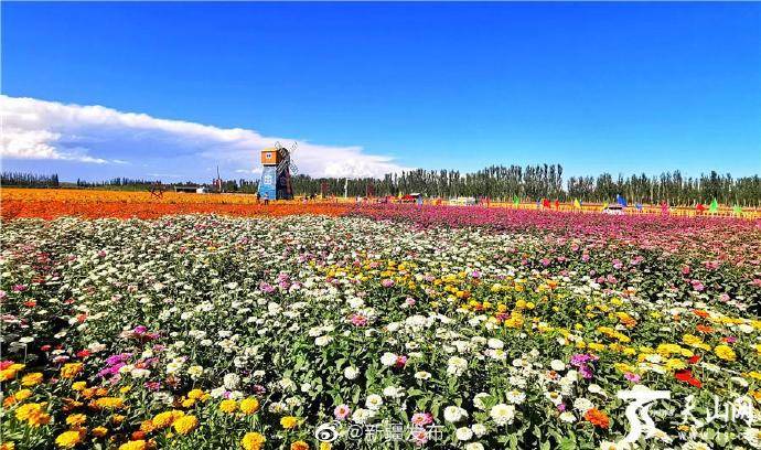 新疆博湖县:生态花海引客来