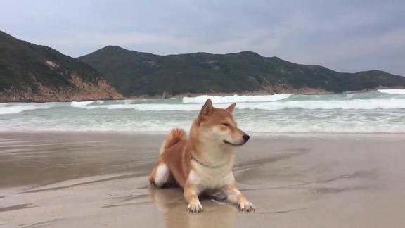 柴犬的海滩休闲日