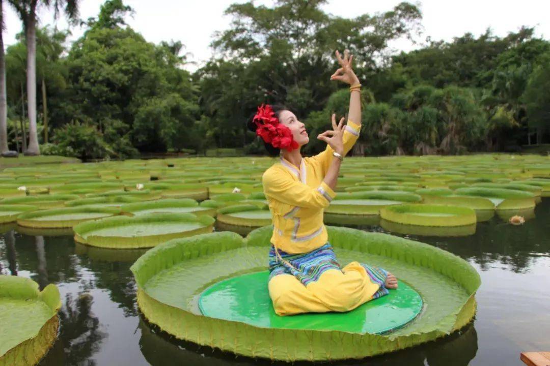 王莲进入最佳观赏期!连马云都去围观了!_西双版纳