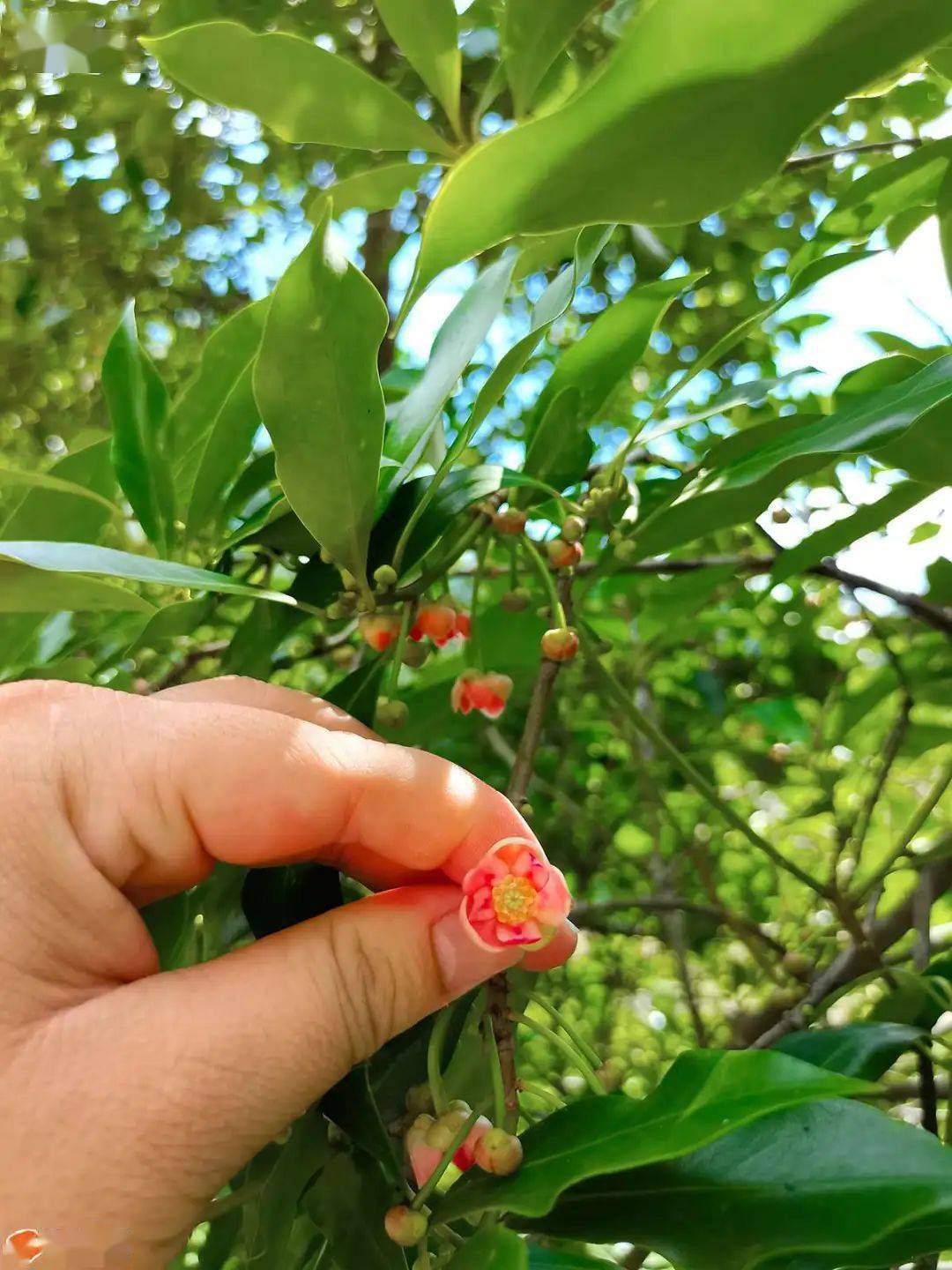 长在官垌大山里样貌丑陋的八角它的花竟如此美丽