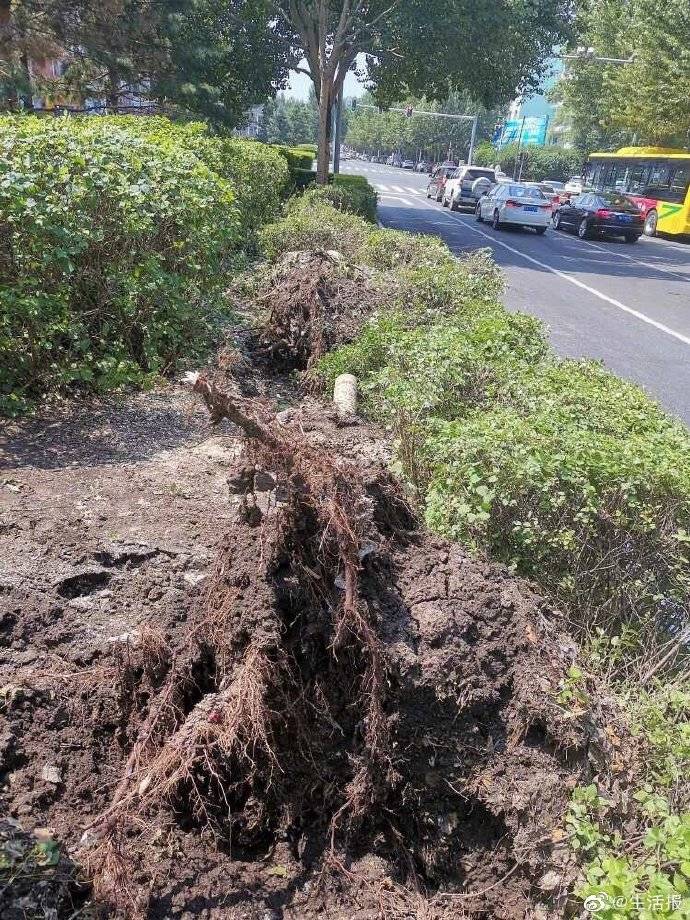 大风雨为何多是杨树被连根拔起?专家:头重脚轻树根浅