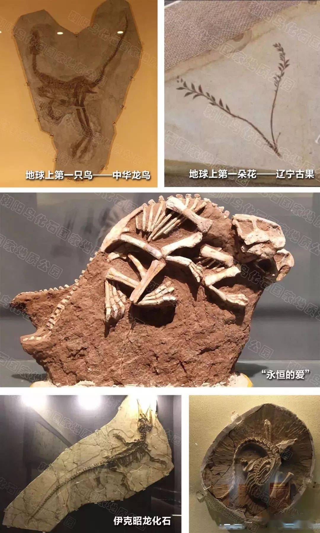 71展厅为您展示了辽宁巨龙,禽龙,伊克昭龙,鹦鹉嘴龙的真品化石标本