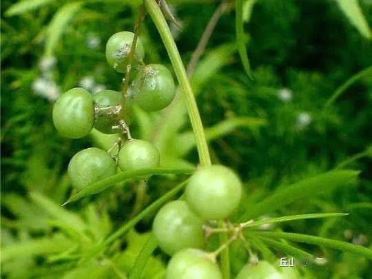 鸳鸯草|作者文美玲|朗诵润雨无声