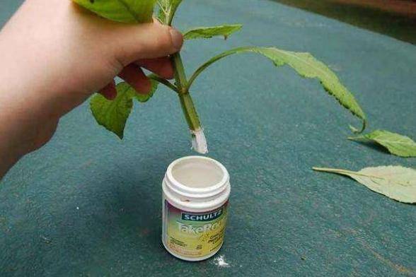 自制多肉"生根粉",砍头抹一点,7天就生根,还能杀菌防黑腐