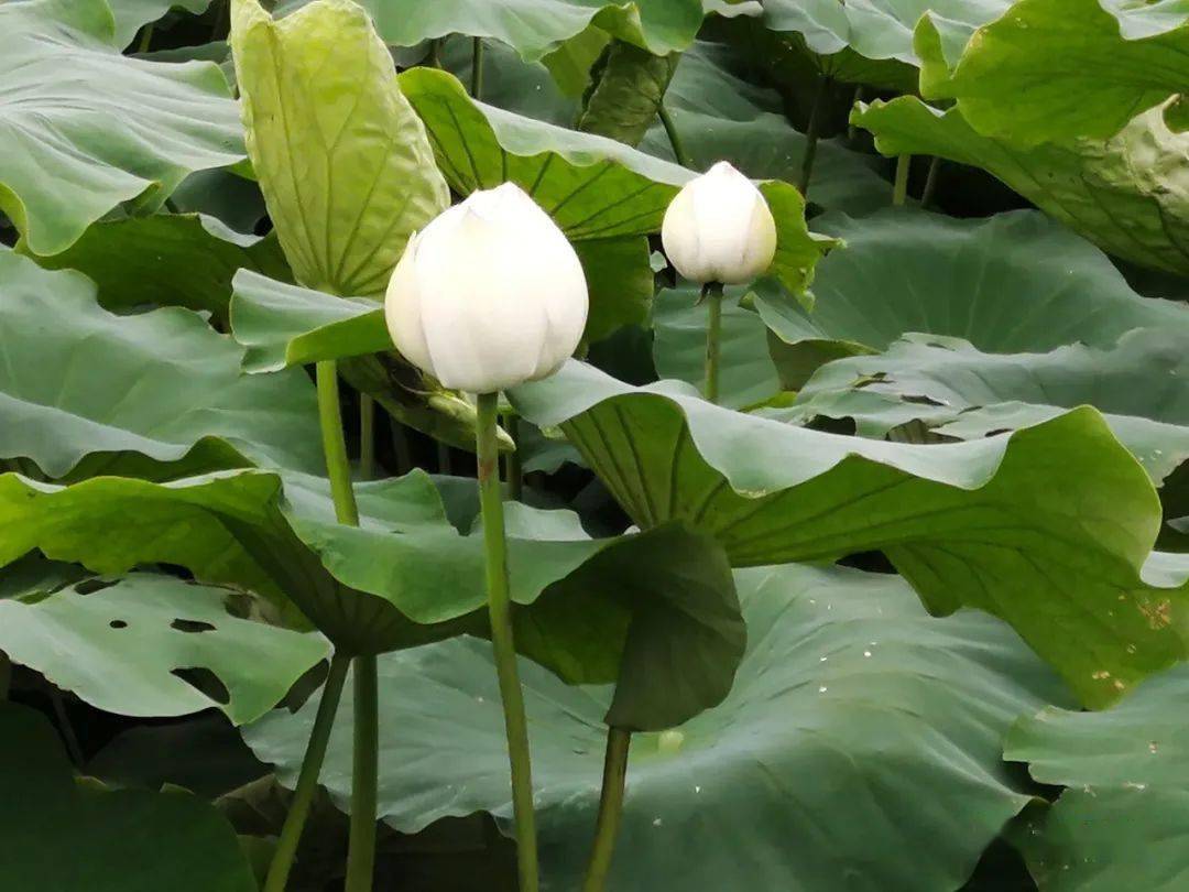 【九保夏景】雨后初晴荷花开_应娜