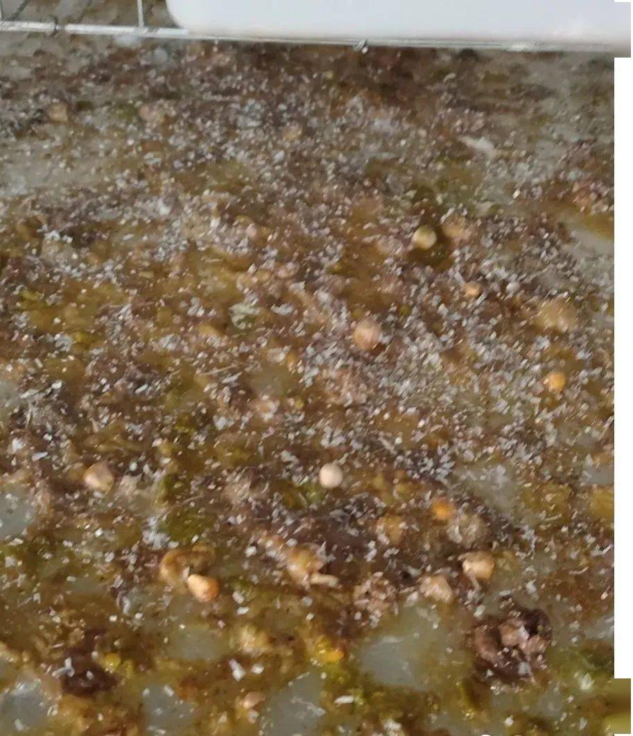夏季鸽子经常拉稀反复发作喂点它胜似灵丹妙药