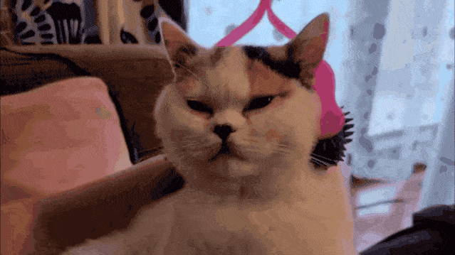 猫:拜拜小鱼干,鱼肉罐头小冻虾…老子要减肥了!