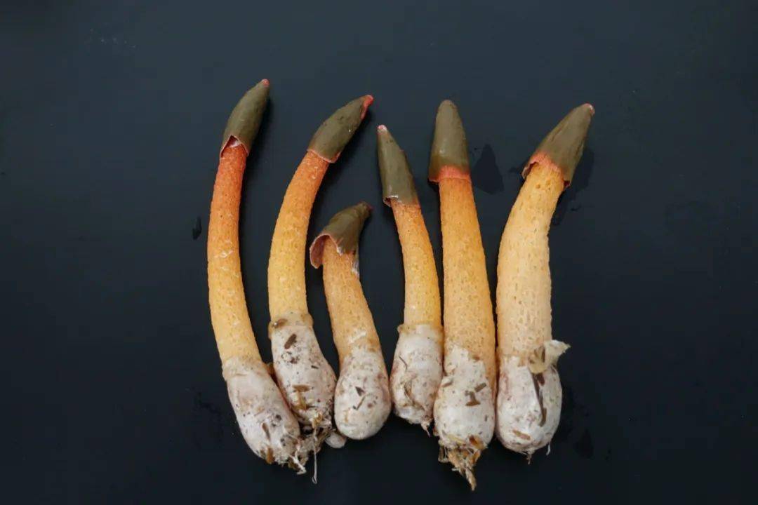 鬼笔科蛇头菌属的蛇头菌,是种比较怪异的菌物,整体像个细长的笔,菌柄