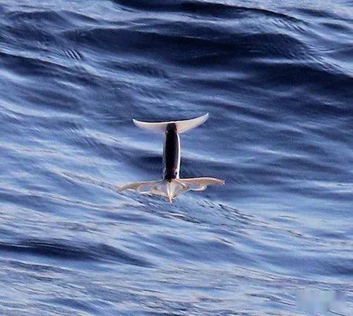 鱿鱼是很出色的海产,它们擅长游泳,甚至可以在水面上"飞"上短短的一小