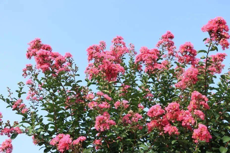 夏日賞花湖南省森林植物園紫薇盛開