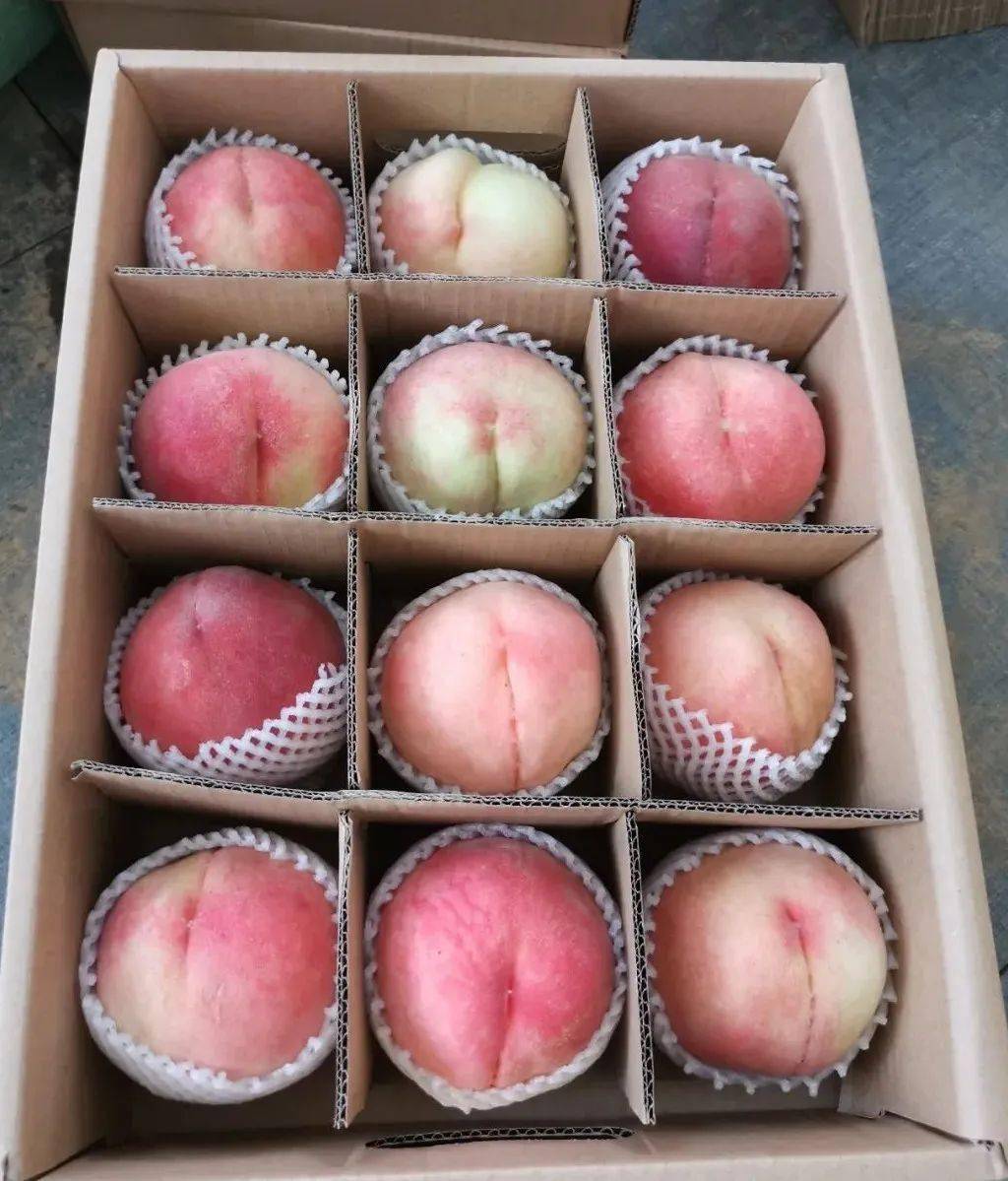 圣境花谷水蜜桃熟了个大皮薄汁多肉厚