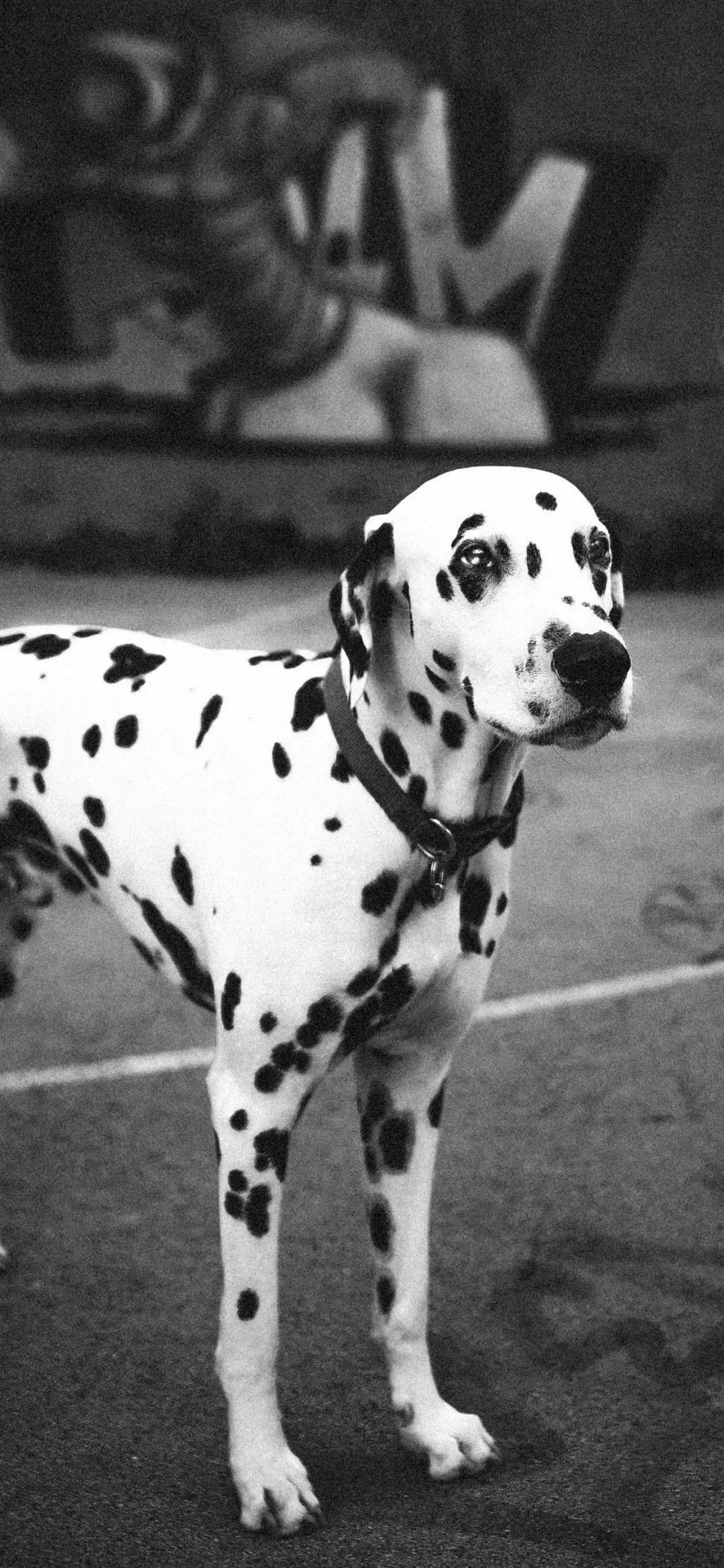 全屏手机壁纸 | 爱是奔赴和你相见