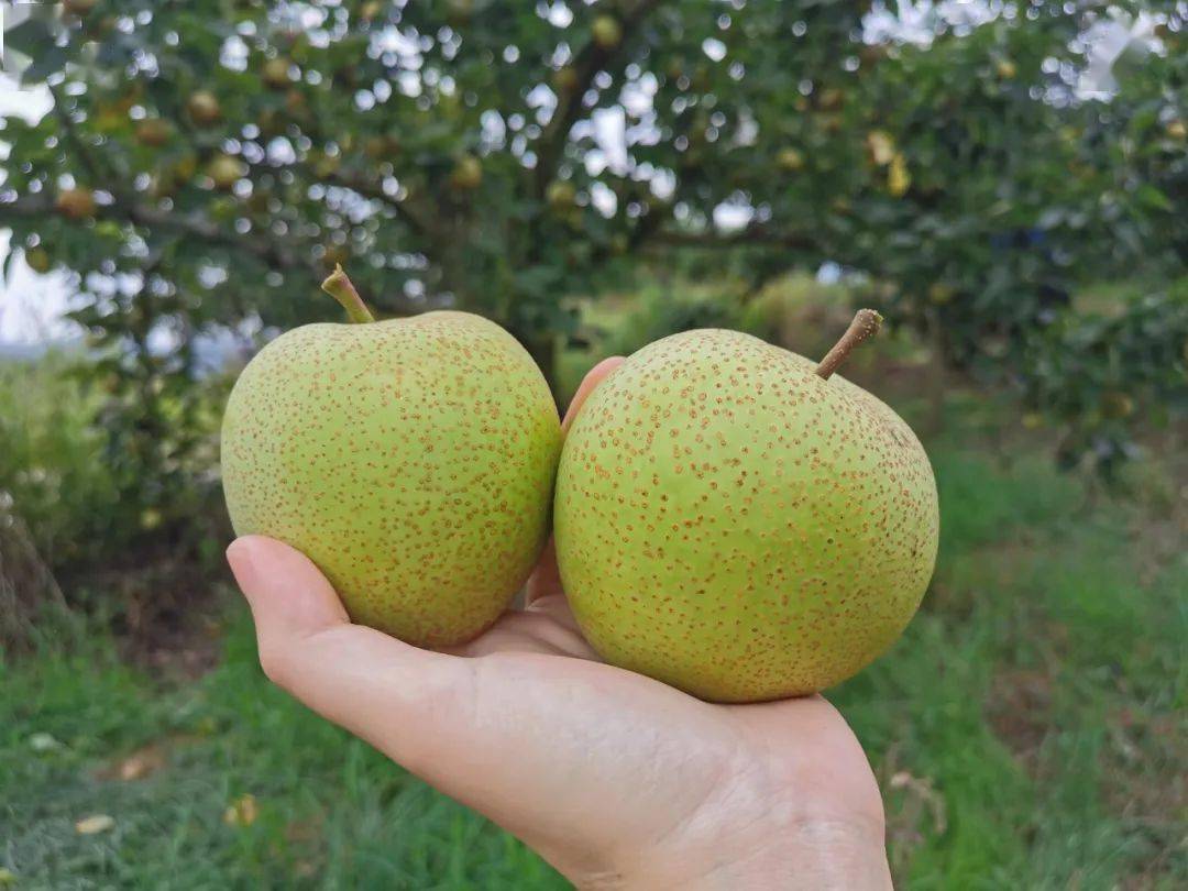 上杭九洲蜜雪梨成熟了甜过初恋这个周末约么