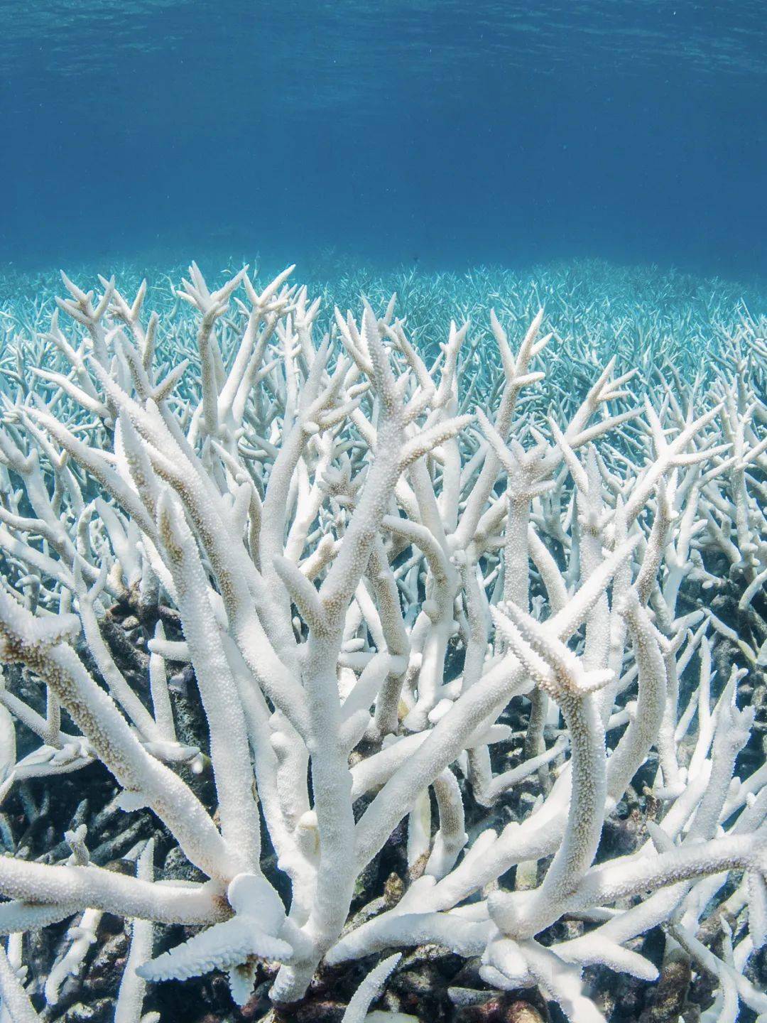 珊瑚白化对比图片