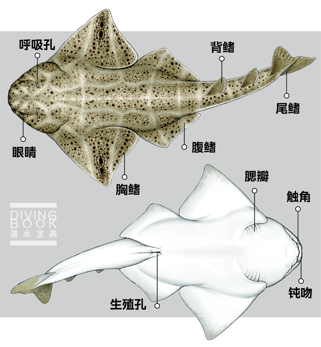 它的胸鳍虽然很大,但和头部是完全独立的,而鳐鱼的胸鳍与头部完全相连