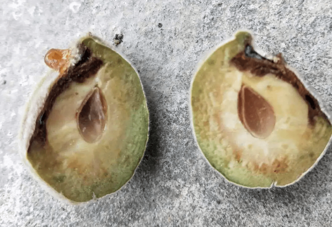 桃果四大病害,都是些狠角色!